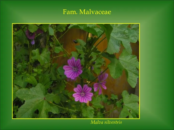 Fam. Malvaceae Malva silvestris