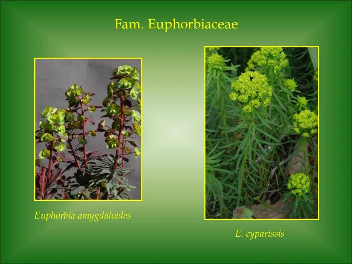 Fam. Euphorbiaceae Euphorbia amygdaloides E. cyparissis