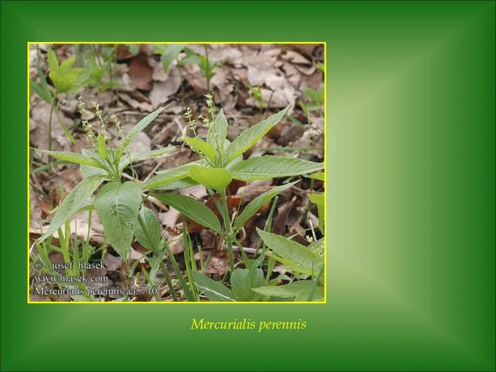 Mercurialis perennis