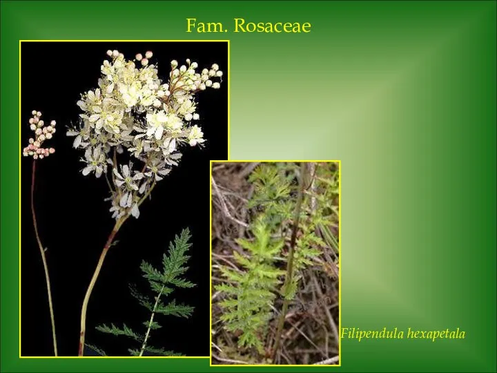 Fam. Rosaceae Filipendula hexapetala