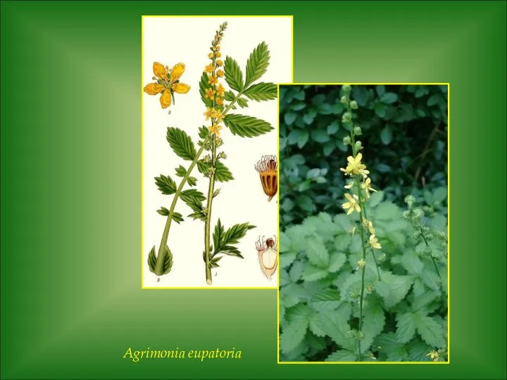 Agrimonia eupatoria