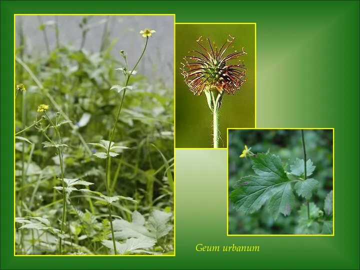 Geum urbanum