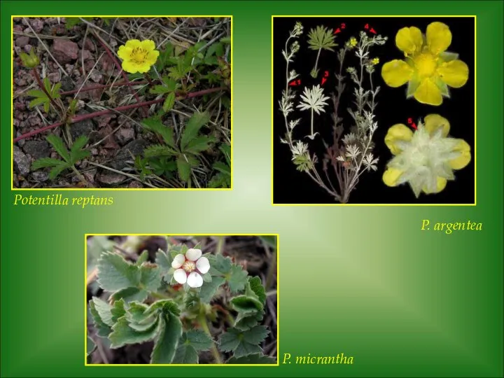 Potentilla reptans P. argentea P. micrantha