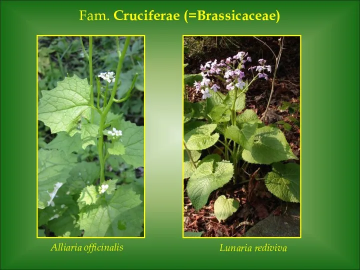 Fam. Cruciferae (=Brassicaceae) Alliaria officinalis Lunaria rediviva