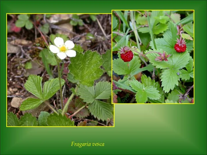 Fragaria vesca