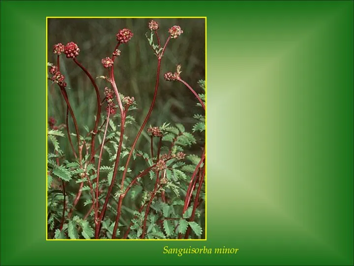 Sanguisorba minor