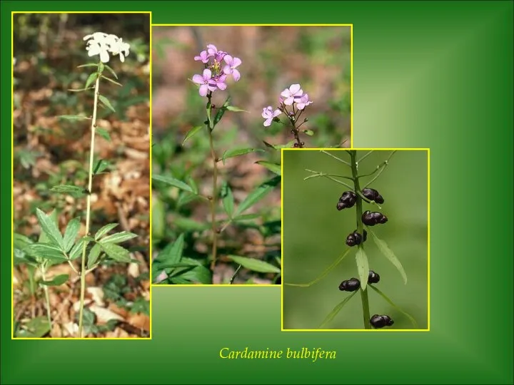 Cardamine bulbifera