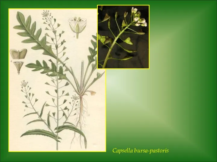 Capsella bursa-pastoris