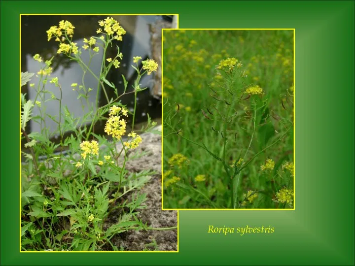 Roripa sylvestris