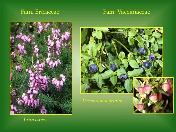 Fam. Ericaceae Erica carnea Fam. Vacciniaceae Vaccinium myrtillus