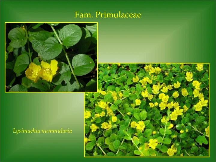 Fam. Primulaceae Lysimachia nummularia