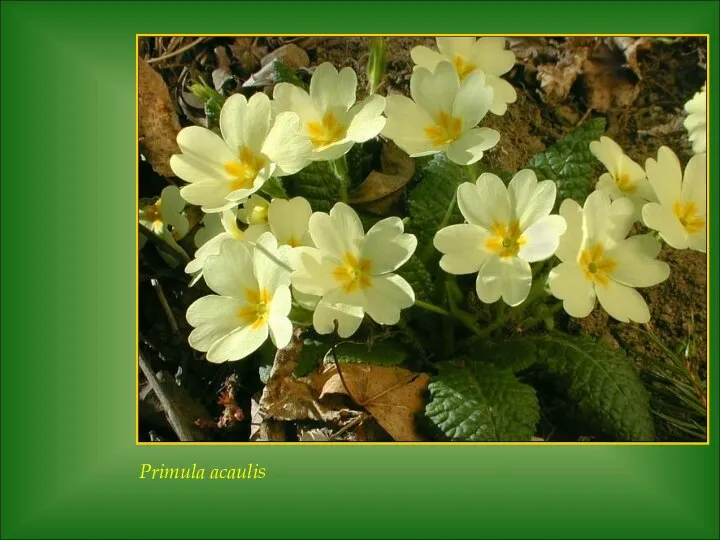 Primula acaulis