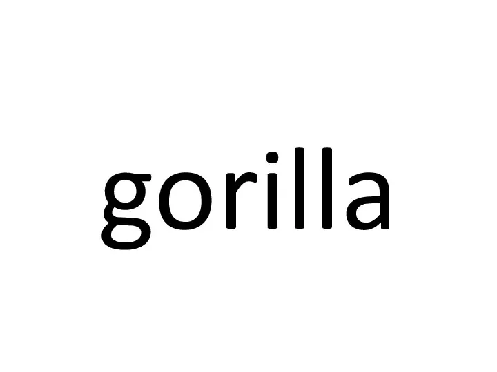 gorilla