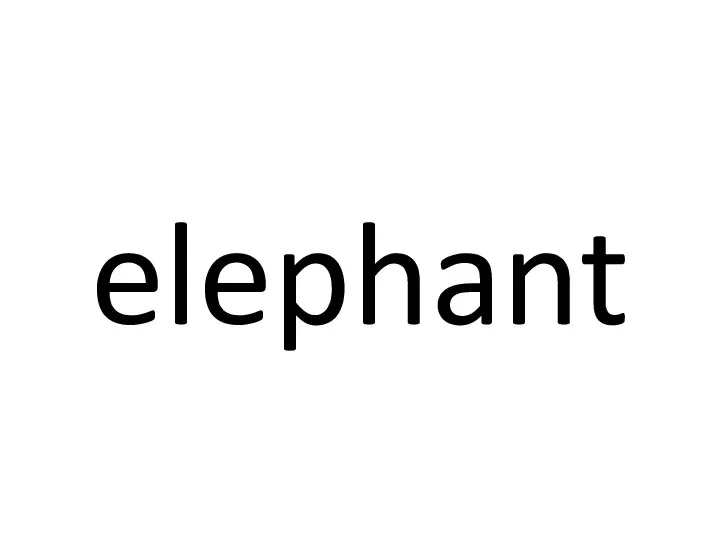 elephant