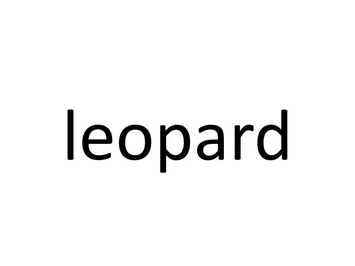 leopard