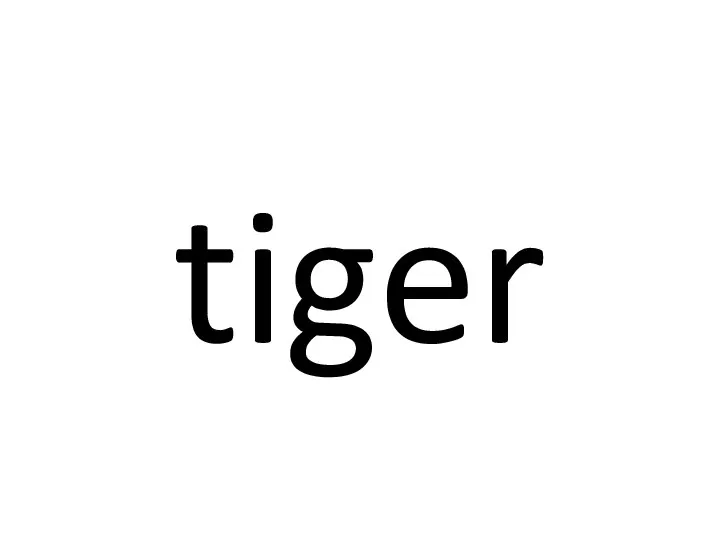 tiger