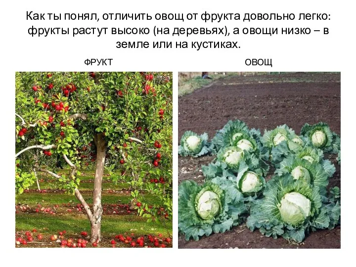 Как ты понял, отличить овощ от фрукта довольно легко: фрукты растут