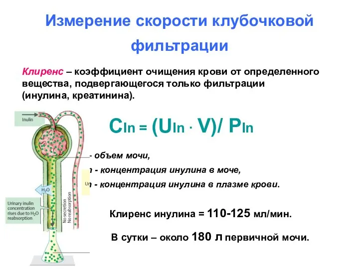 Измерение скорости клубочковой фильтрации Клиренс – коэффициент очищения крови от определенного