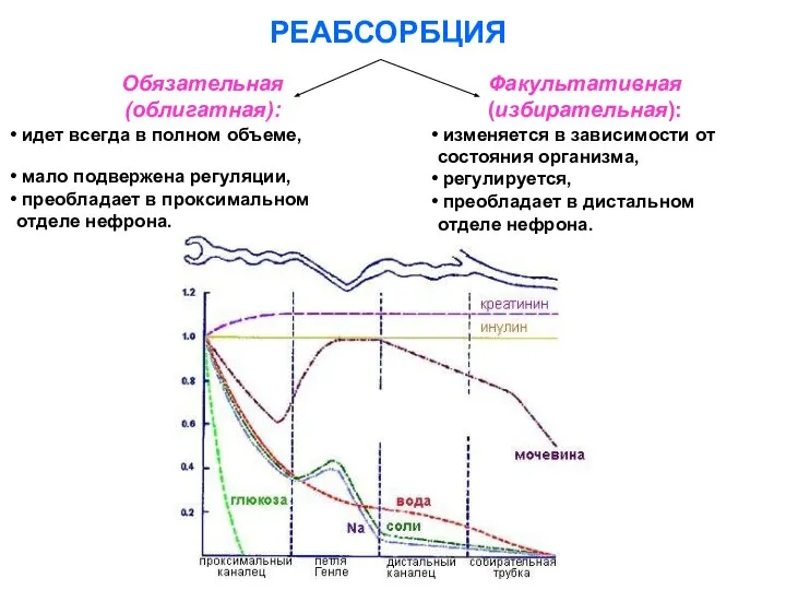 РЕАБСОРБЦИЯ Обязательная (облигатная): идет всегда в полном объеме, мало подвержена регуляции,