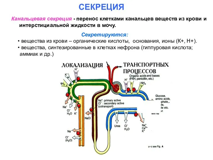 СЕКРЕЦИЯ Канальцевая секреция - перенос клетками канальцев веществ из крови и