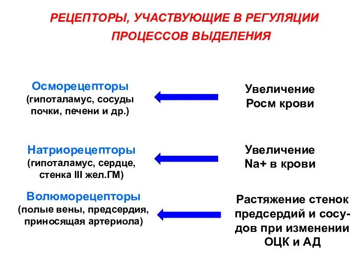 РЕЦЕПТОРЫ, УЧАСТВУЮЩИЕ В РЕГУЛЯЦИИ ПРОЦЕССОВ ВЫДЕЛЕНИЯ Осморецепторы (гипоталамус, сосуды почки, печени