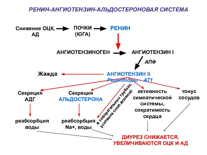 РЕНИН Снижение ОЦК, АД ПОЧКИ (ЮГА) РЕНИН-АНГИОТЕНЗИН-АЛЬДОСТЕРОНОВАЯ СИСТЕМА АНГИОТЕНЗИНОГЕН АНГИОТЕНЗИН I