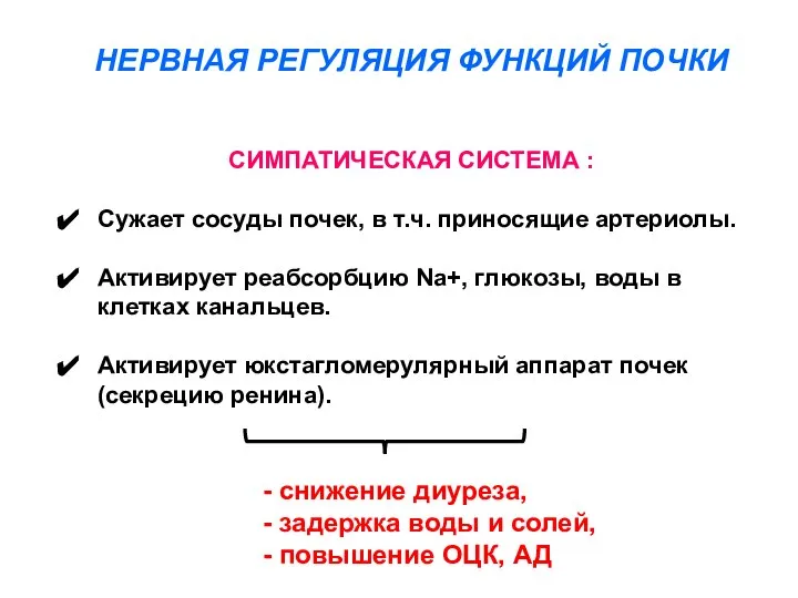 СИМПАТИЧЕСКАЯ СИСТЕМА : Сужает сосуды почек, в т.ч. приносящие артериолы. Активирует