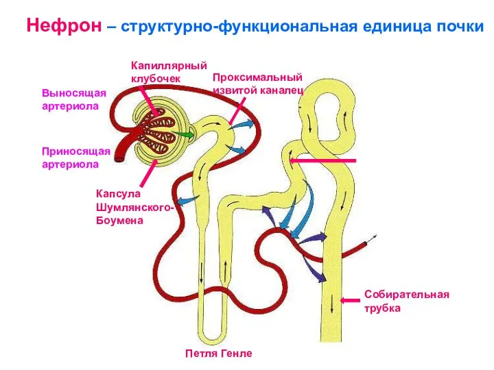 Капсула Шумлянского-Боумена Приносящая артериола Выносящая артериола Проксимальный извитой каналец Собирательная трубка