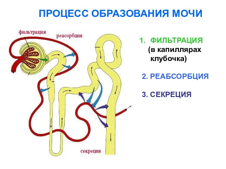 ПРОЦЕСС ОБРАЗОВАНИЯ МОЧИ ФИЛЬТРАЦИЯ (в капиллярах клубочка) 2. РЕАБСОРБЦИЯ 3. СЕКРЕЦИЯ