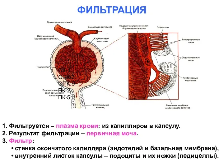 ФИЛЬТРАЦИЯ 1. Фильтруется – плазма крови: из капилляров в капсулу. 2.