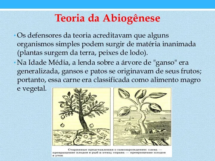 Teoria da Abiogênese Os defensores da teoria acreditavam que alguns organismos