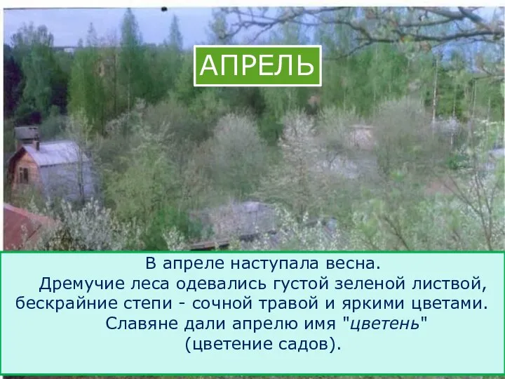 АПРЕЛЬ В апреле наступала весна. Дремучие леса одевались густой зеленой листвой,