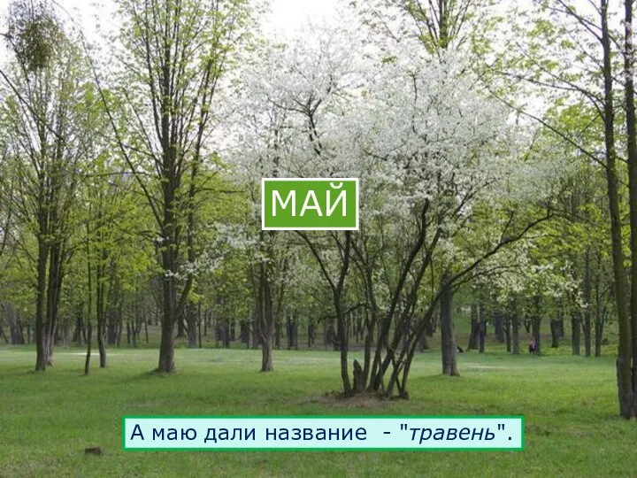 МАЙ А маю дали название - "травень".