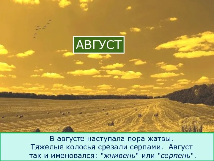 АВГУСТ В августе наступала пора жатвы. Тяжелые колосья срезали серпами. Август