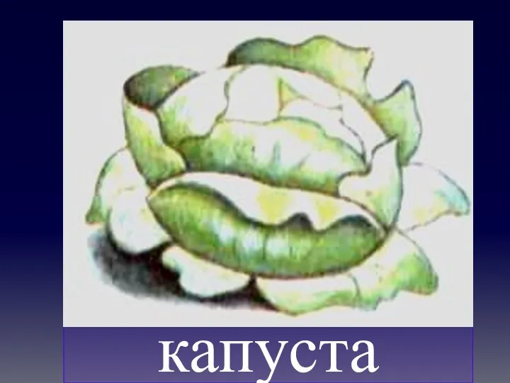 капуста