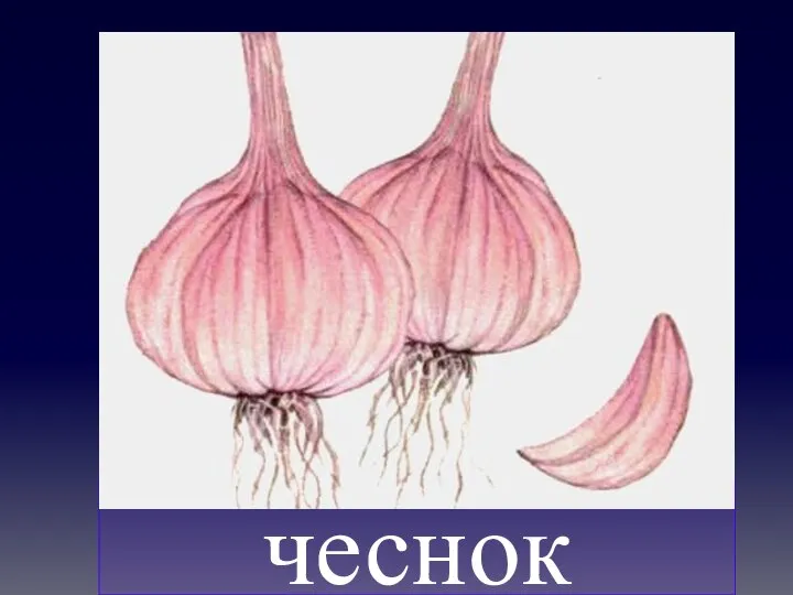 чеснок