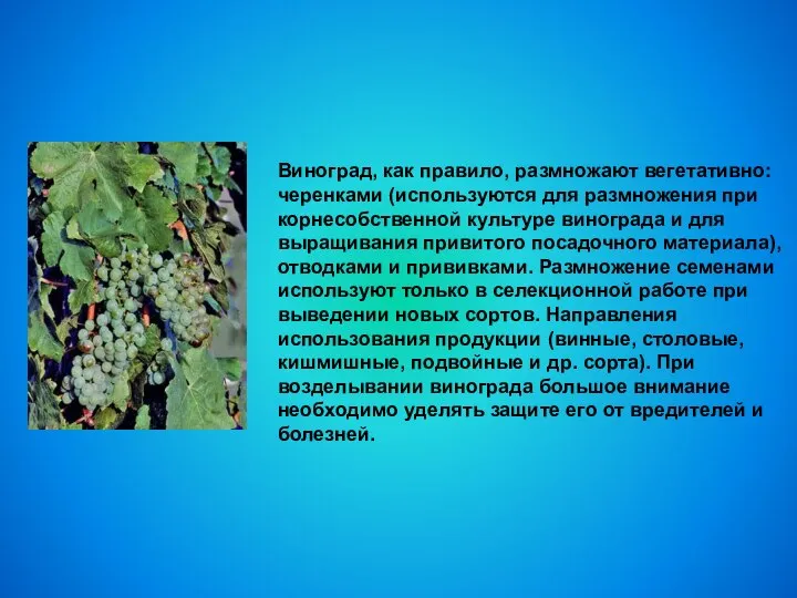 Виноград, как правило, размножают вегетативно: черенками (используются для размножения при корнесобственной