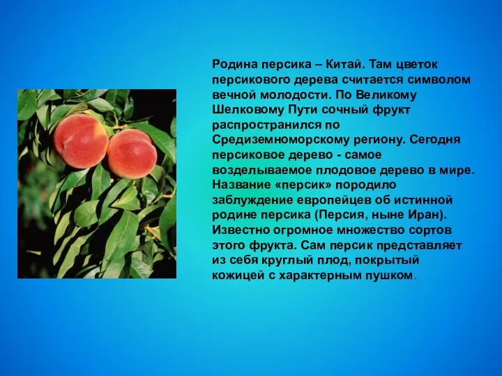 Родина персика – Китай. Там цветок персикового дерева считается символом вечной