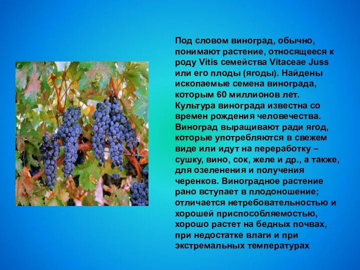 Под словом виноград, обычно, понимают растение, относящееся к роду Vitis семейства