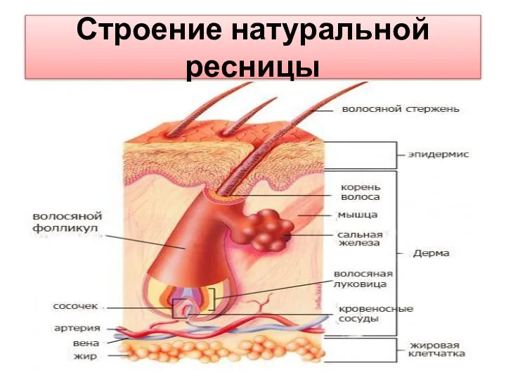 Строение натуральной ресницы