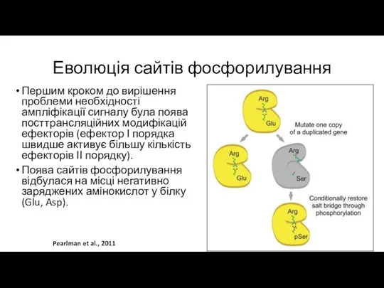 Еволюція сайтів фосфорилування Першим кроком до вирішення проблеми необхідності ампліфікації сигналу