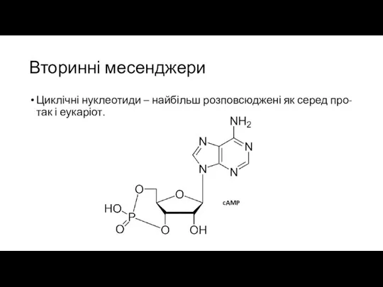 Вторинні месенджери Циклічні нуклеотиди – найбільш розповсюджені як серед про- так і еукаріот. cAMP