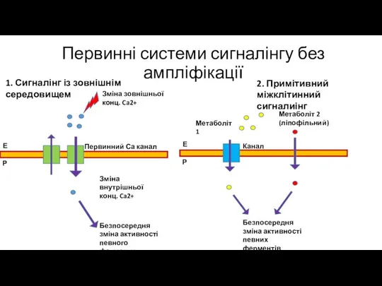 Первинні системи сигналінгу без ампліфікації 1. Сигналінг із зовнішнім середовищем 2. Примітивний міжклітинний сигналиінг