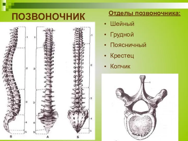 ПОЗВОНОЧНИК Отделы позвоночника: Шейный Грудной Поясничный Крестец Копчик