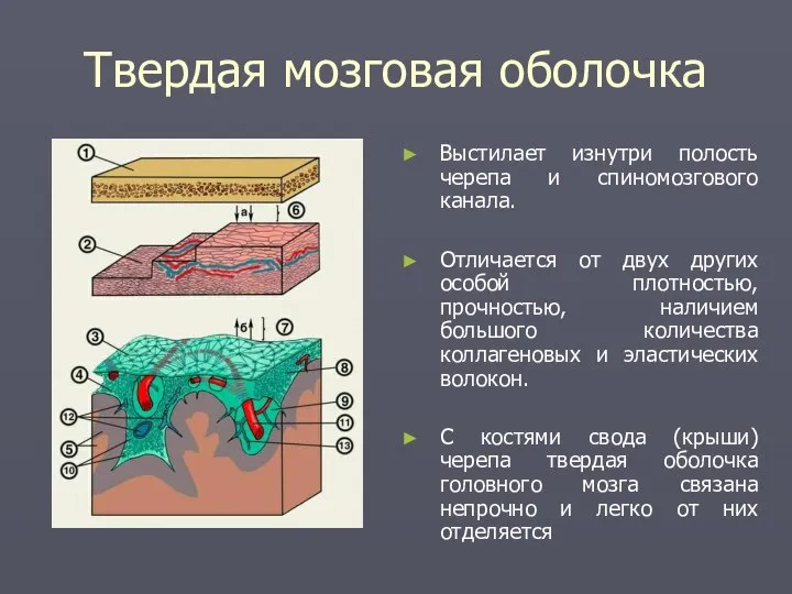 Твердая мозговая оболочка Выстилает изнутри полость черепа и спиномозгового канала. Отличается