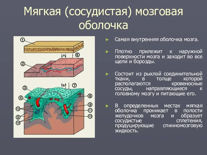 Мягкая (сосудистая) мозговая оболочка Самая внутренняя оболочка мозга. Плотно прилежит к