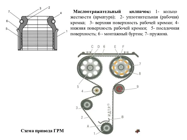 Маслоотражательный колпачок: 1- кольцо жесткости (арматура); 2- уплотнительная (рабочая) кромка; 3-