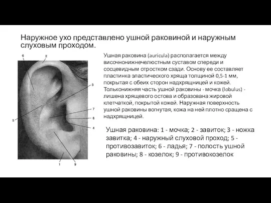 Наружное ухо представлено ушной раковиной и наружным слуховым проходом. Ушная раковина