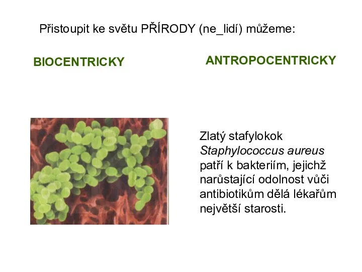 Zlatý stafylokok Staphylococcus aureus patří k bakteriím, jejichž narůstající odolnost vůči