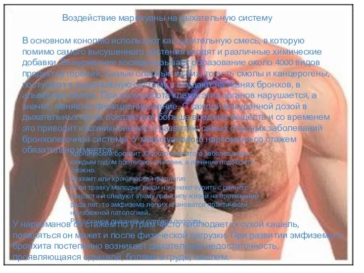 Воздействие марихуаны на дыхательную систему В основном коноплю используют как курительную